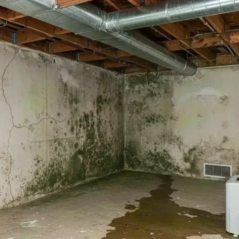 Professional Mold Removal in Essex, MD